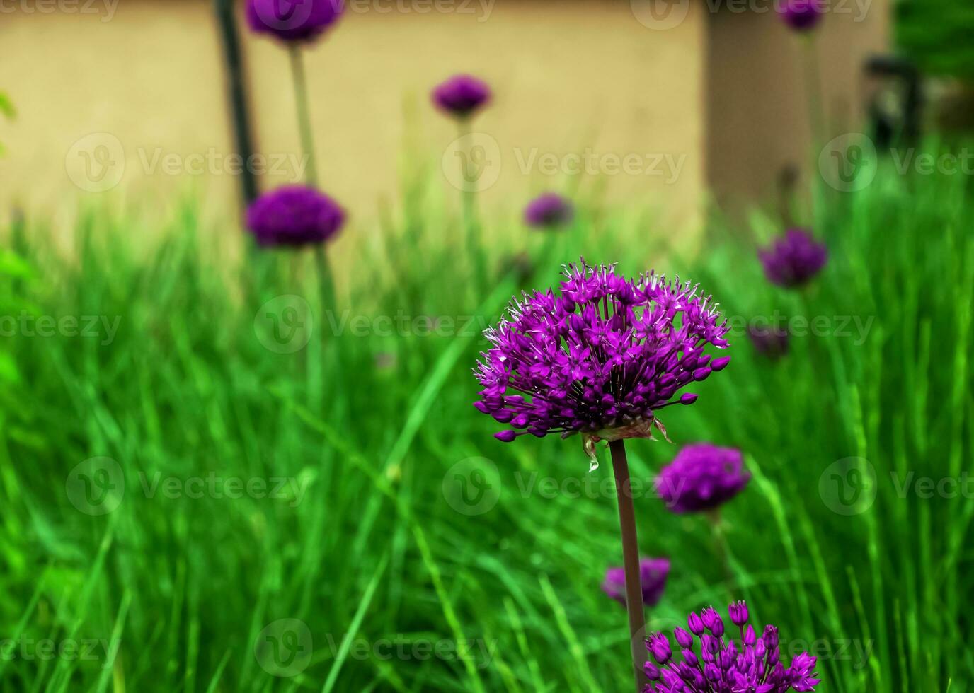 épanouissement violet ornemental oignon allium hollandais, violet sensation contre le vert herbe Contexte photo