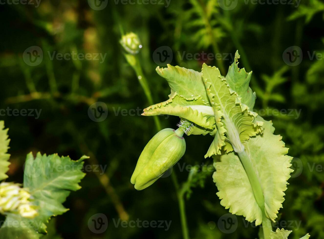 opium coquelicot fermer. le Latin Nom est papaver somnifère. photo