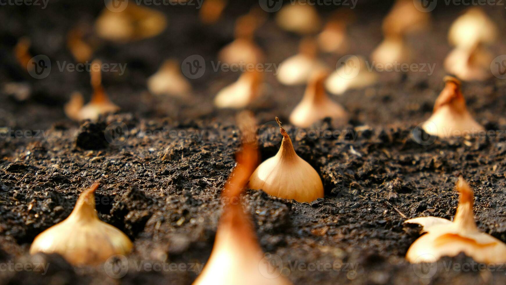 fermer oignon ensembles pour plantation dans Frais foncé sol. de bonne heure printemps les préparatifs pour jardin saison. le processus de semis oignon des graines dans ouvert sol. Comment à grandir oignons. oignon ampoules. sélectif se concentrer. photo