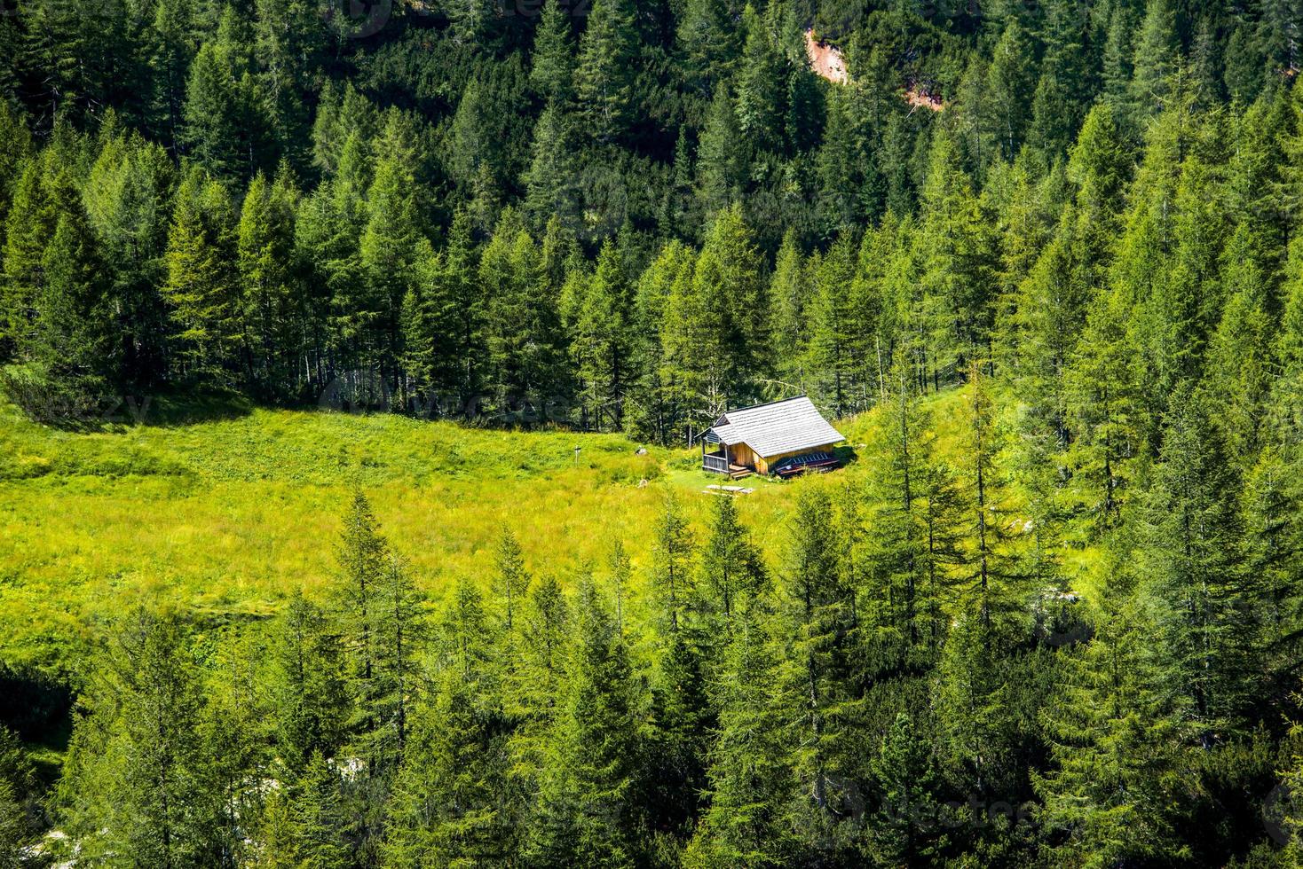 forêt dans les dolomites photo