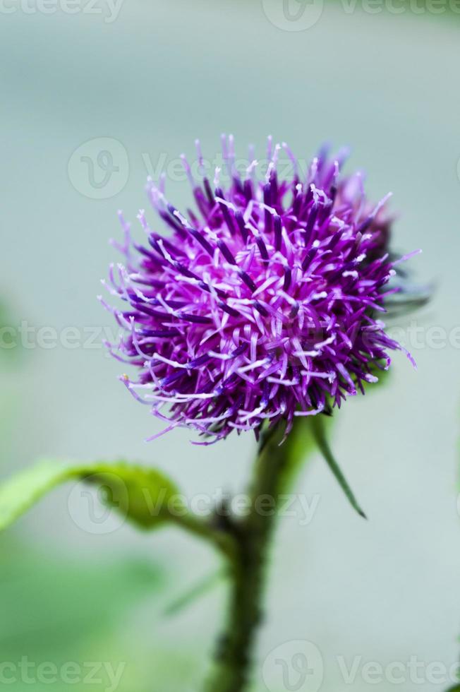 gros plan d'une fleur en fleurs photo