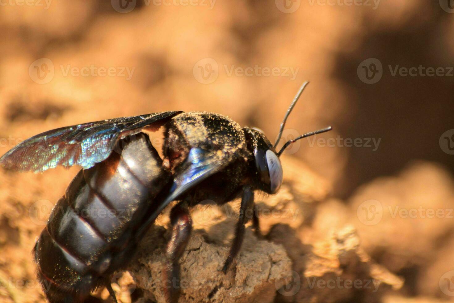 bourdonner abeille, ou arbre foreur, est une grand, noir abeille cette regards terriblement encerclant sur marron sol sur une ensoleillé journée. photo