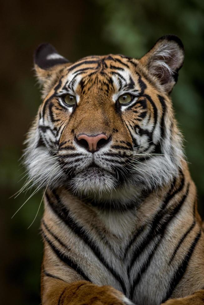 portrait de tigre de sumatran photo