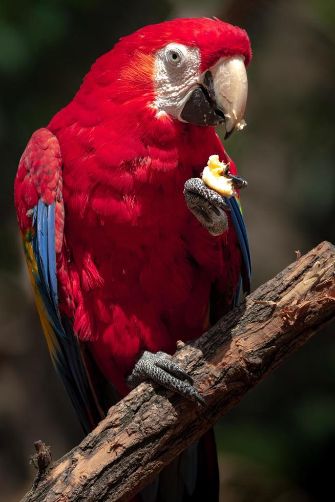 Ara rouge sur branche photo