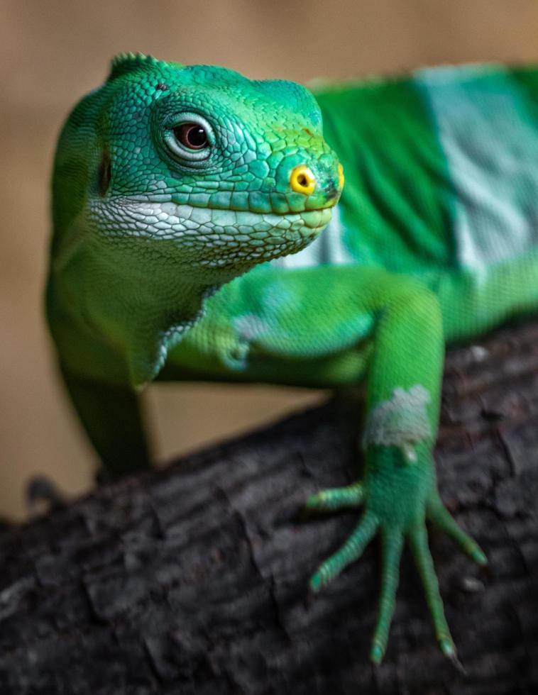 iguane à bandes fidjiennes photo