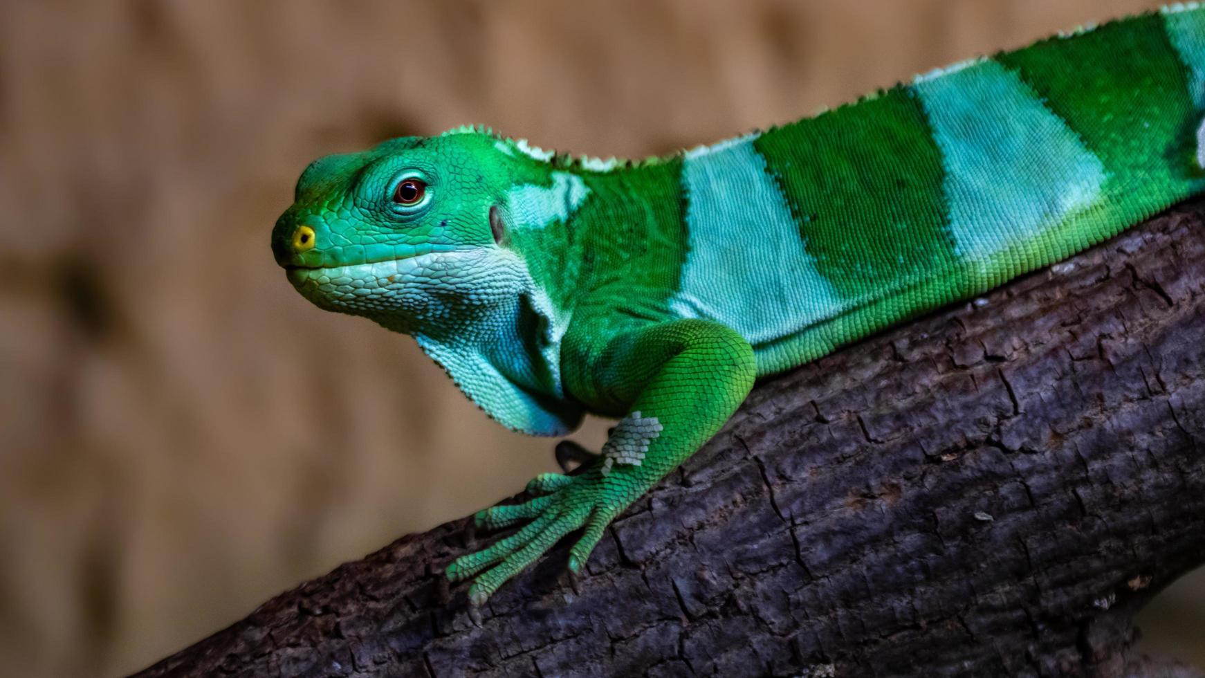 iguane à bandes fidjiennes photo