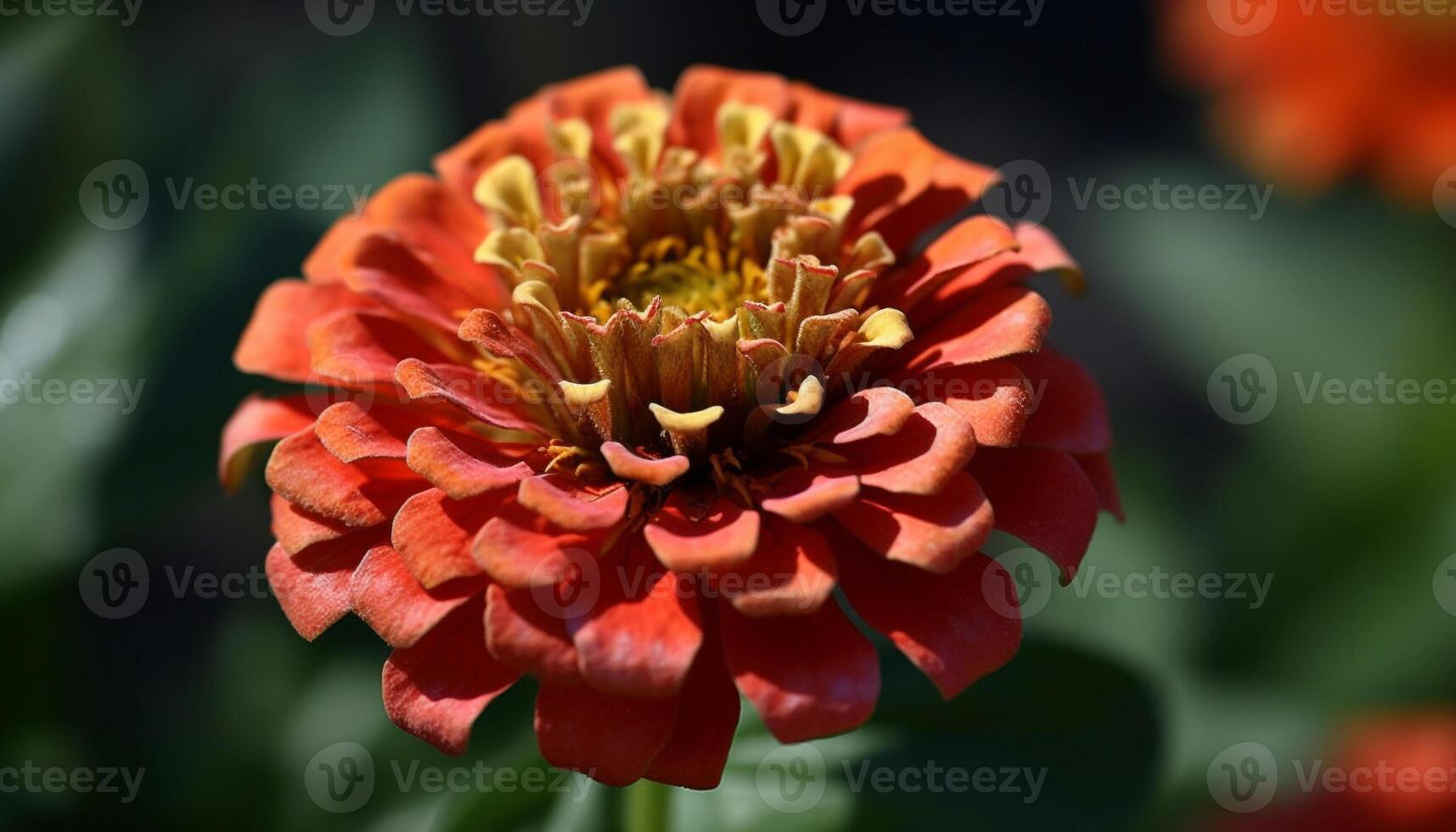 vibrant multi coloré dahlia fleur dans formel jardin, Naturel beauté généré par ai photo