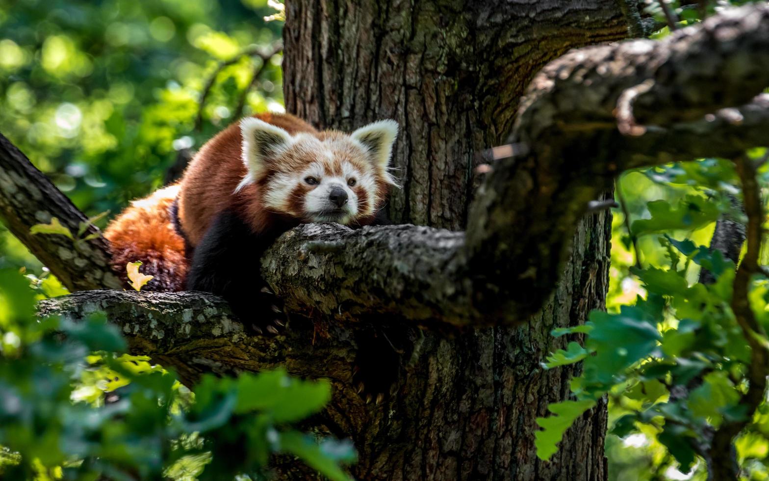 panda roux au repos photo