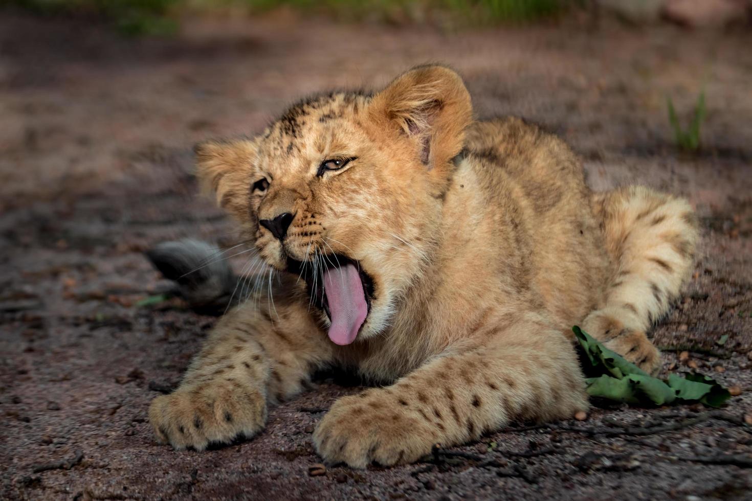 portrait de lion bâillant photo