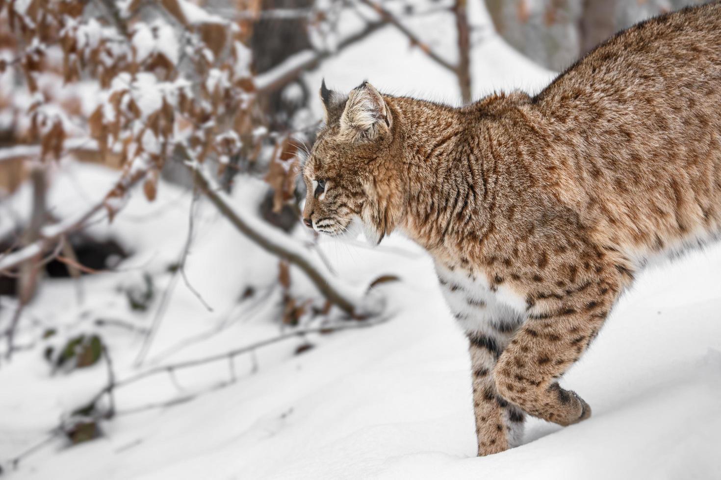 Portrait de lynx rufus photo