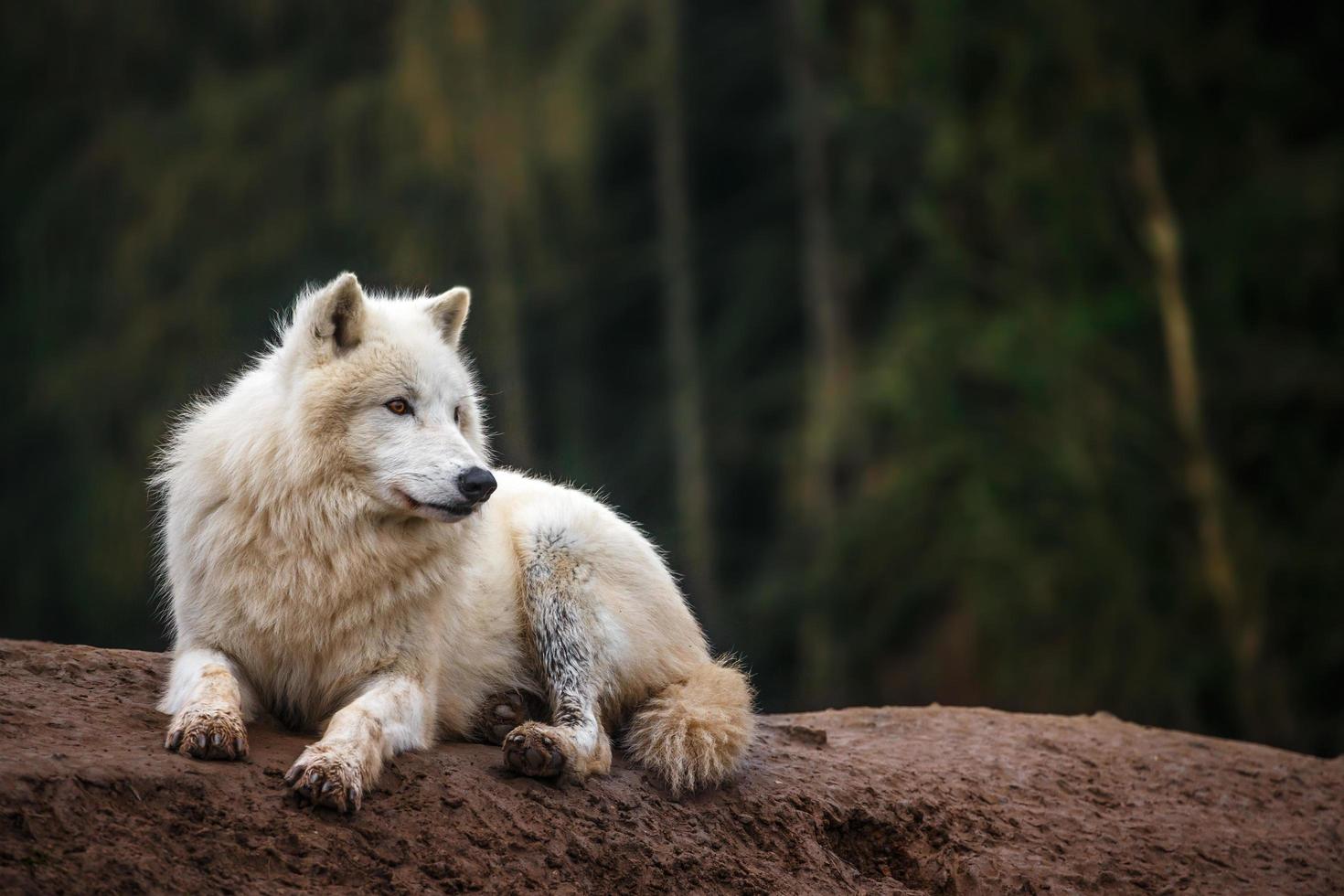 portrait de loup arctique photo