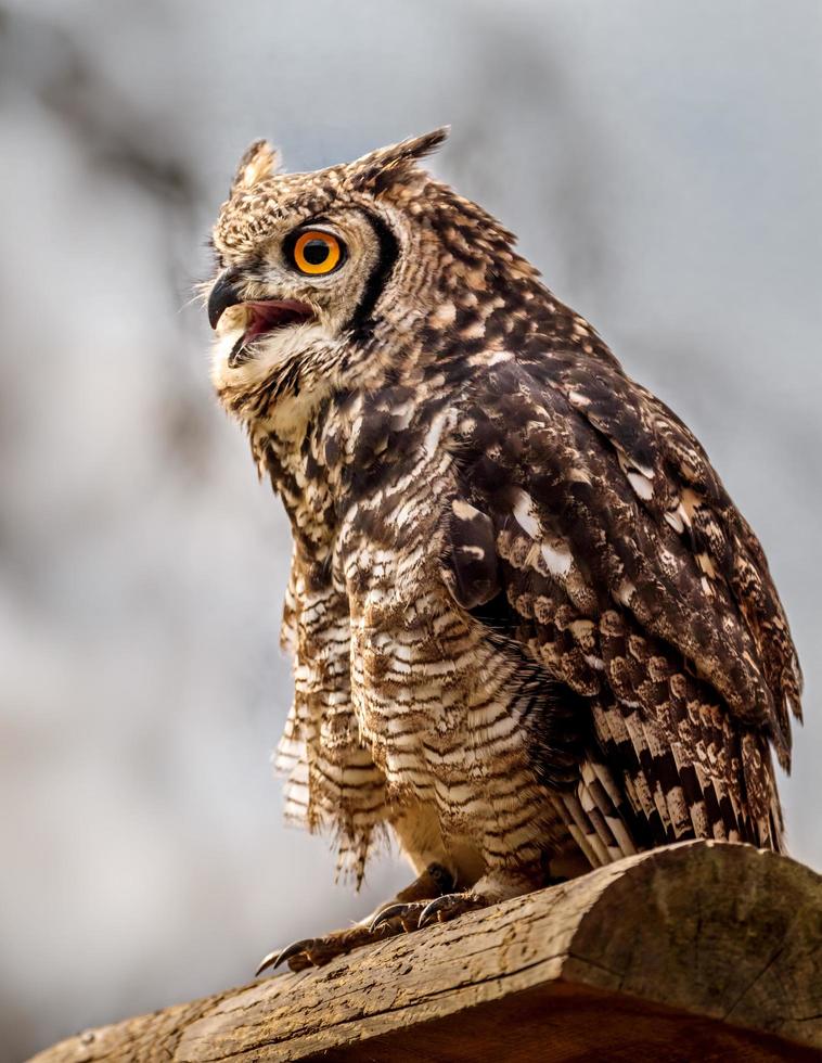 hibou grand duc photo