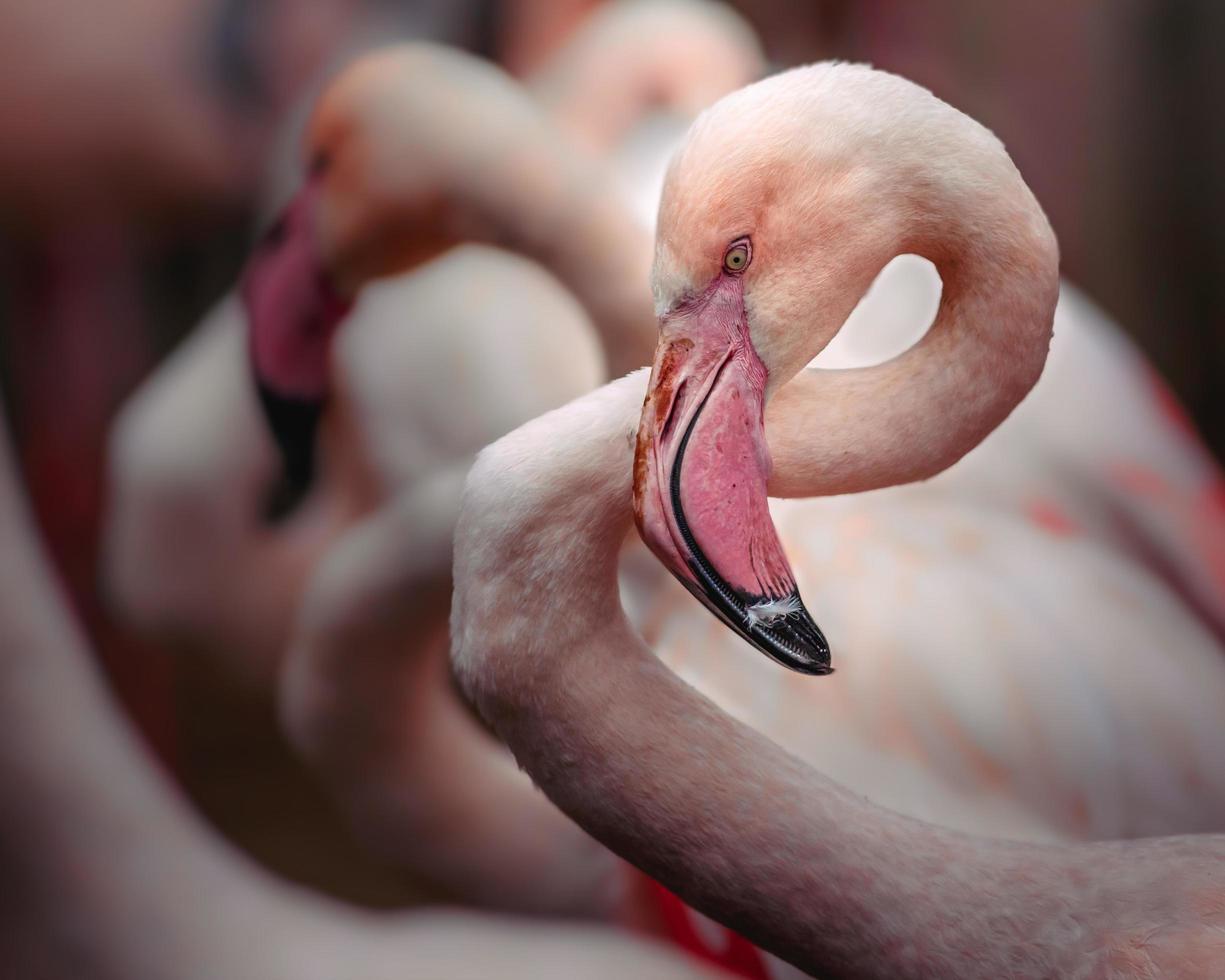 portrait de flamant rose photo