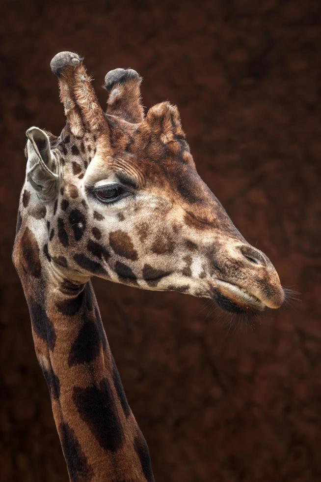 portrait de girafe photo