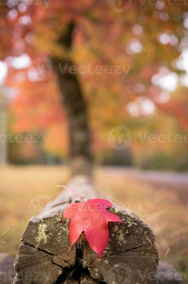 abstrait Contexte de l'automne feuilles l'automne arrière-plan, magnifique tomber paysage sur l'automne Jaune rouge et marron dans tomber mois photo