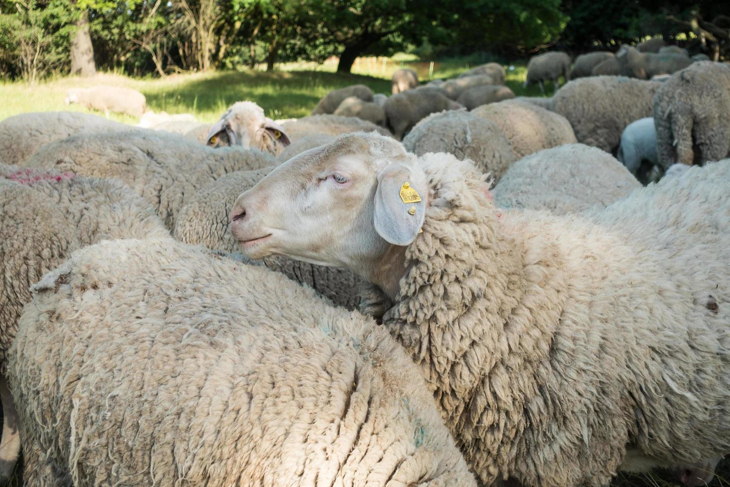 curieux troupeau de moutons photo