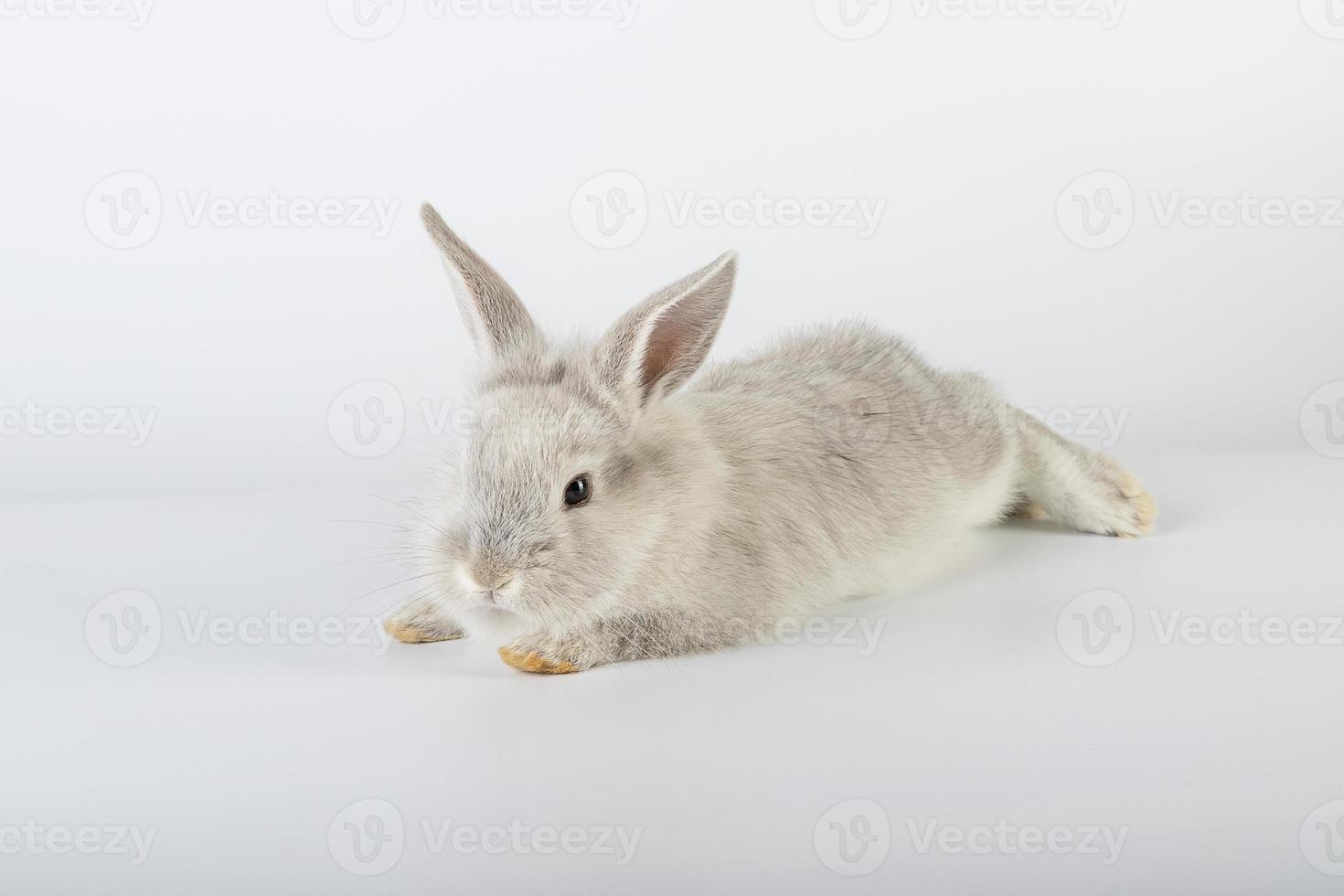 petit et doux lapin de pâques photo