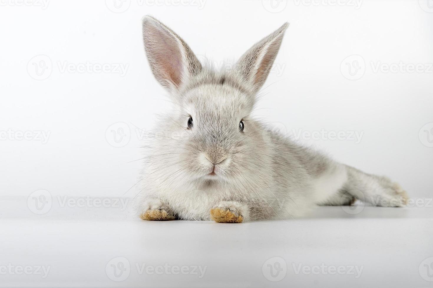 petit et doux lapin de pâques photo