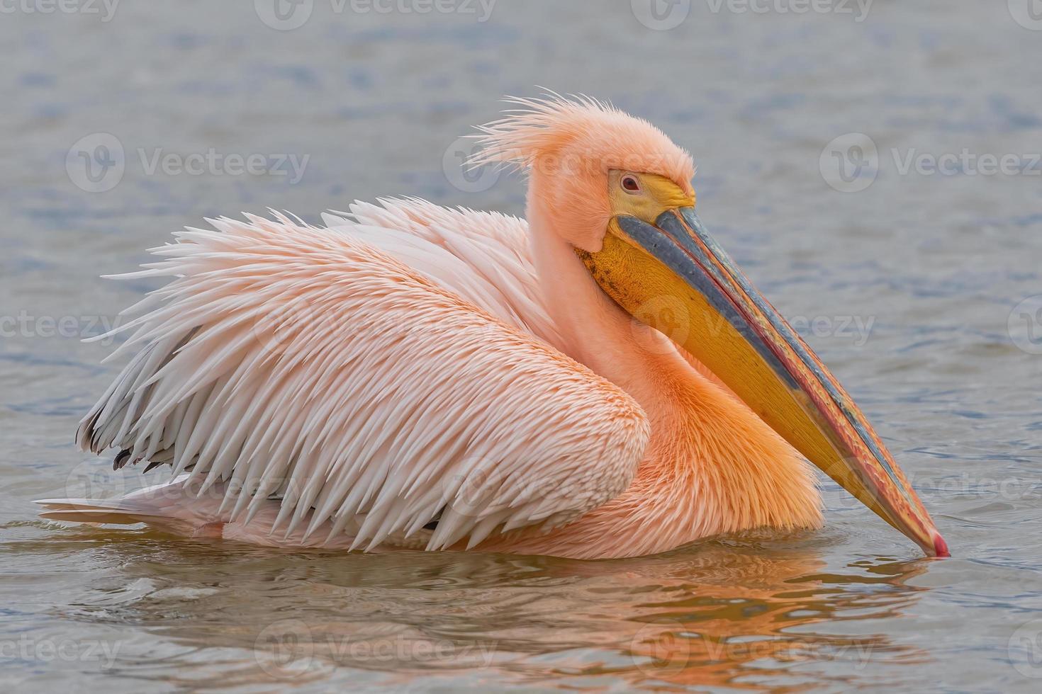 Beaux oiseaux pélican rose dans le lac Kerkini dans le nord de la Grèce photo