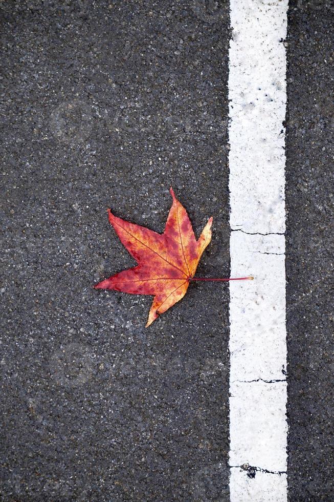 feuille d'érable rouge en automne photo