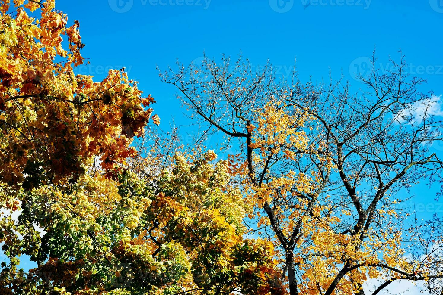 coloré l'automne arbre contre bleu ciel photo