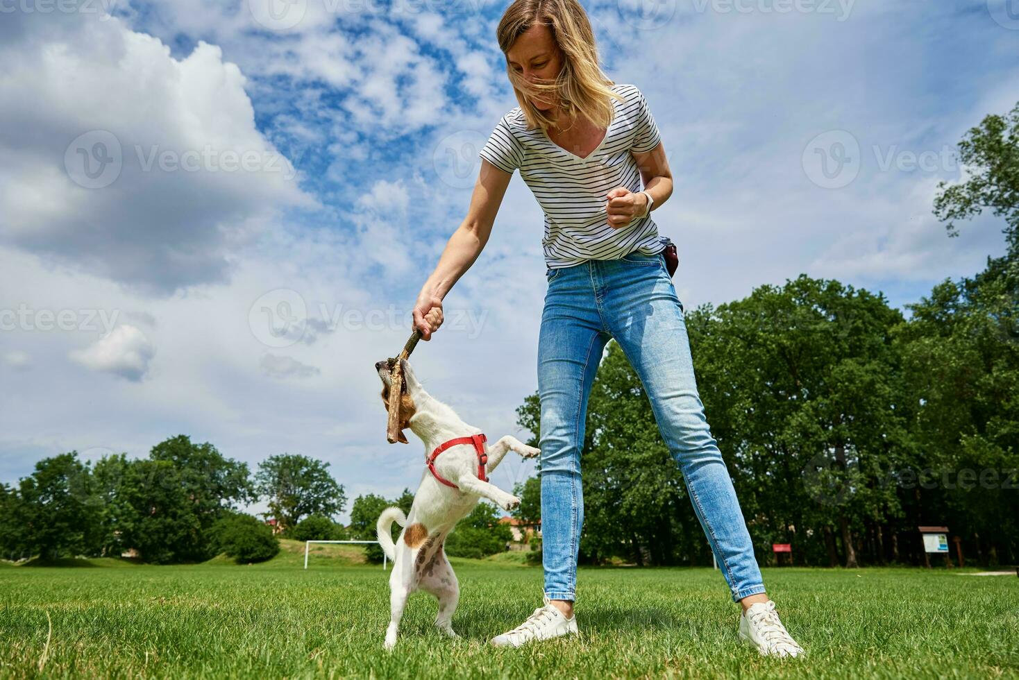 propriétaire en marchant chien à vert champ photo