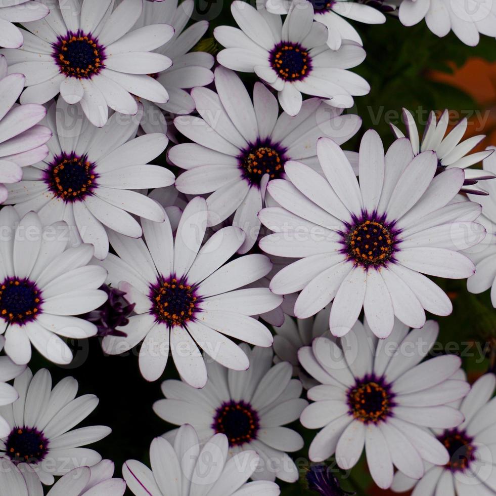 belles fleurs de marguerite blanche au printemps photo