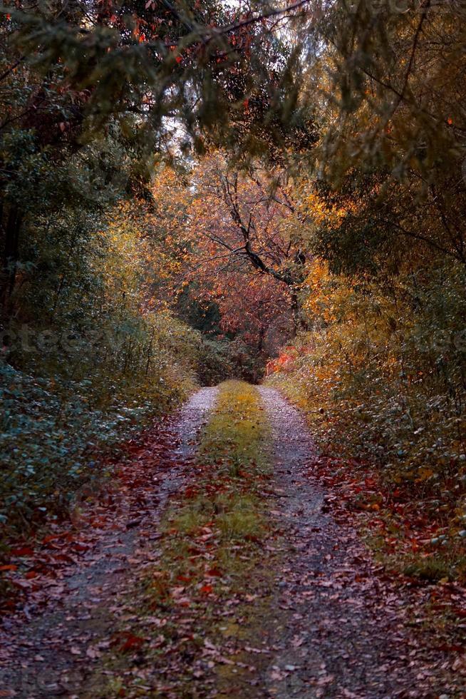 route avec des arbres bruns dans la montagne en saison d'automne photo