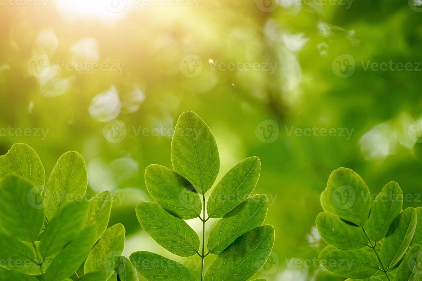 les feuilles des arbres verts au printemps photo