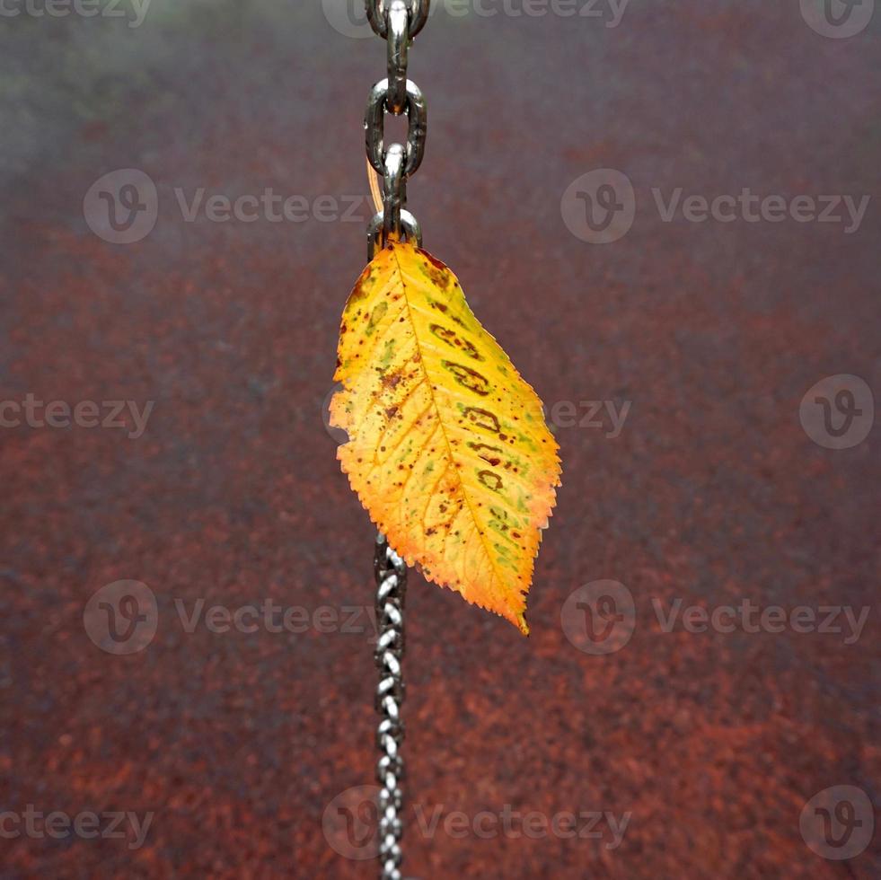 Feuille d'arbre jaune en saison d'automne photo