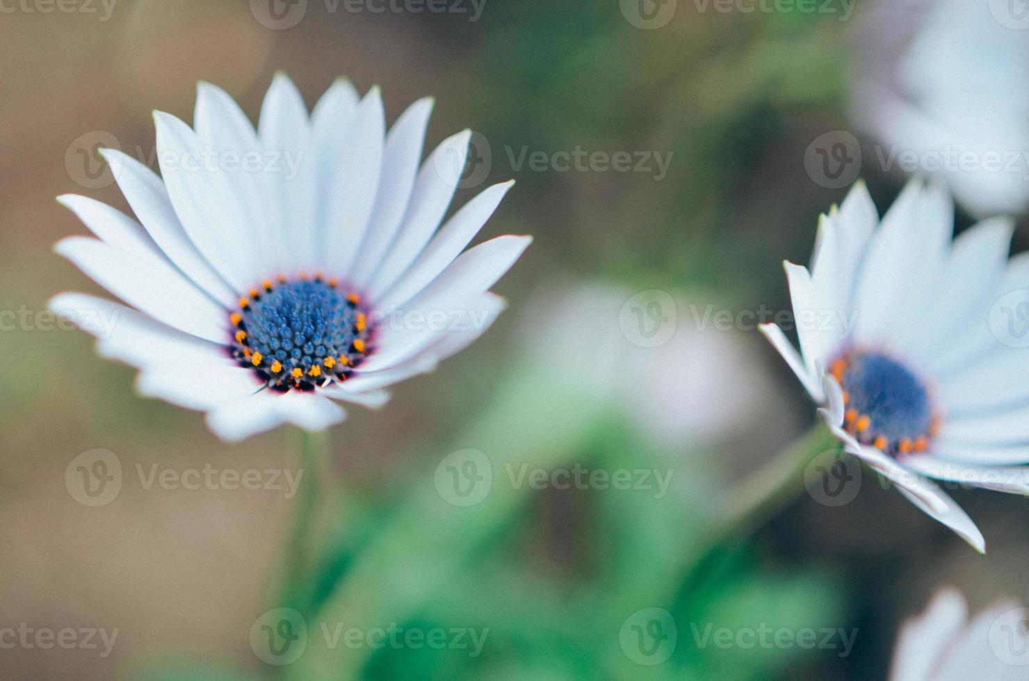 plante de jardin gazania en fleur blanche et bleue photo