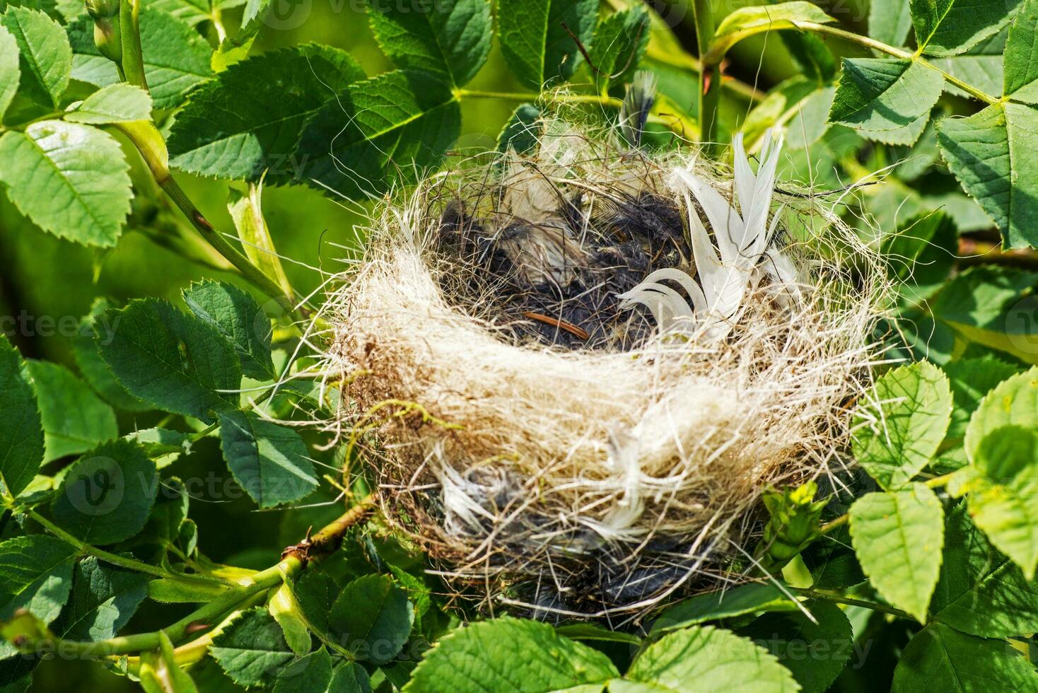 petit oiseau nid photo