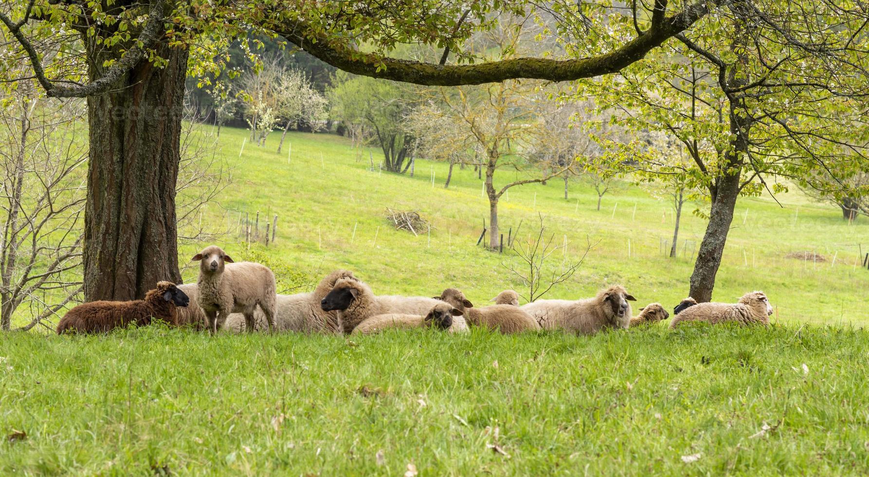 Jeune agneau se tient entre un troupeau de moutons couchés et regarde la caméra photo