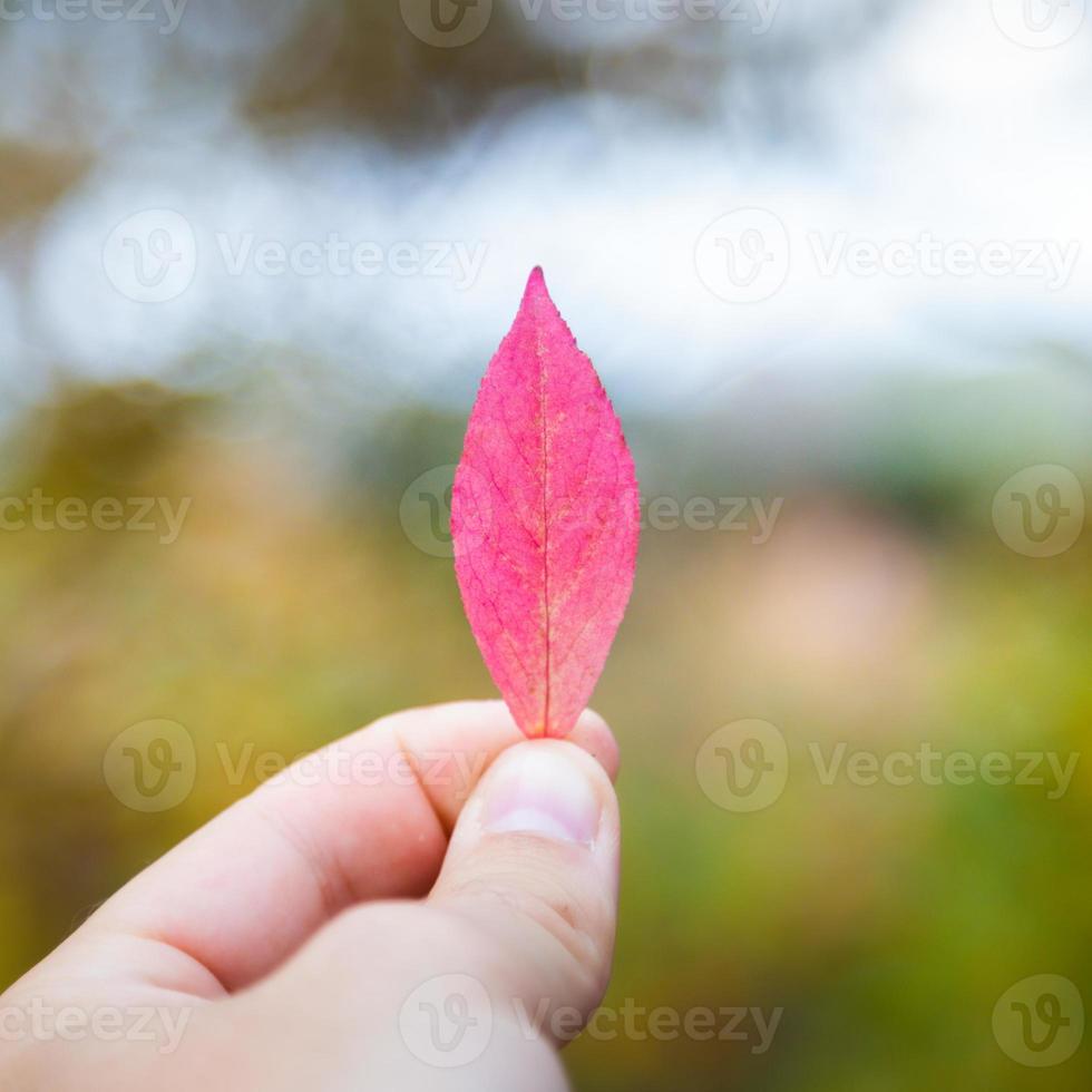 mains tenant des feuilles dautomne roses en saison dautomne photo