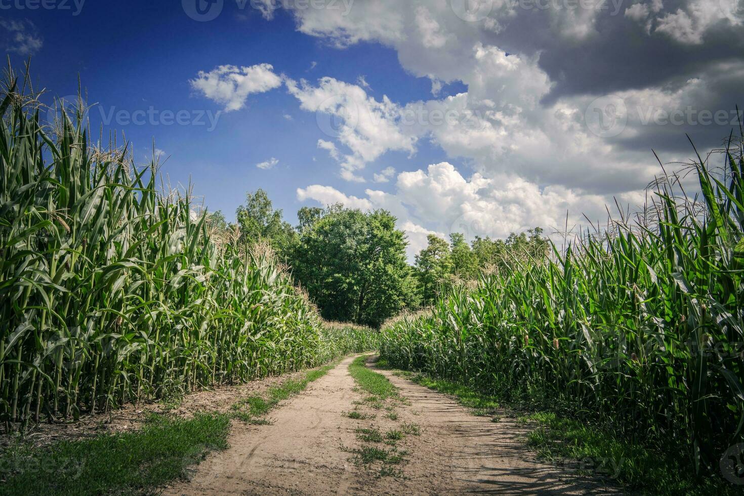 terres agricoles campagne route photo