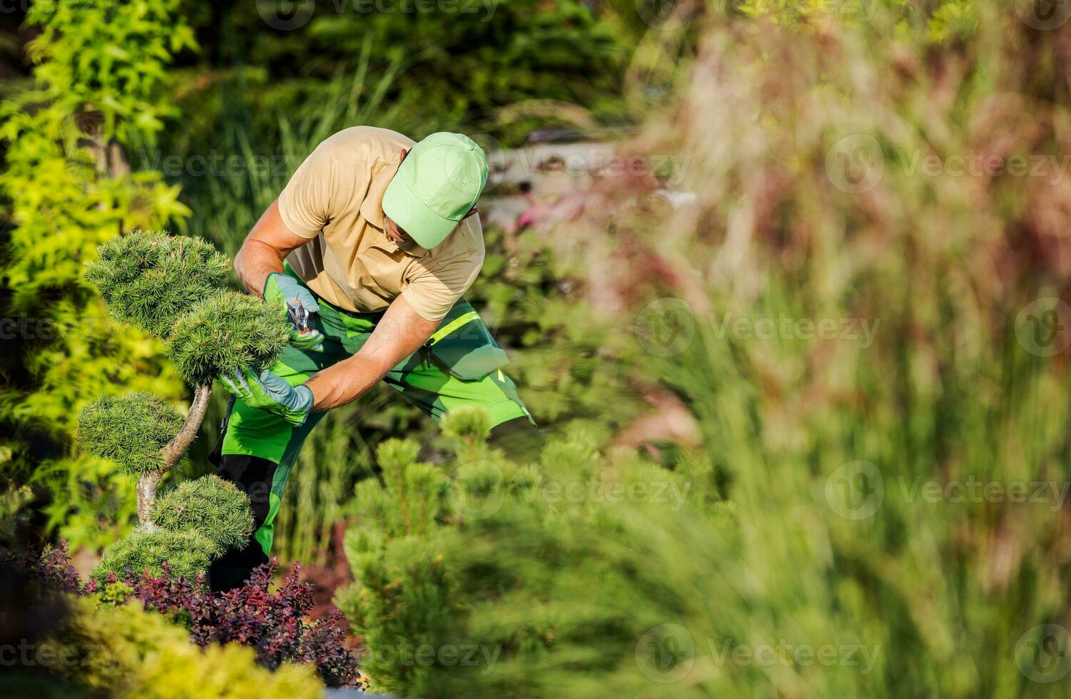 jardinier taille ornemental pin arbre photo