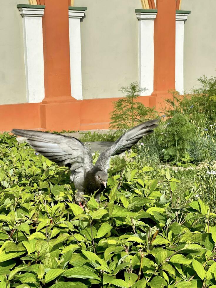 une Colombe avec ouvert ailes est assis sur une buisson à la recherche pour baies photo