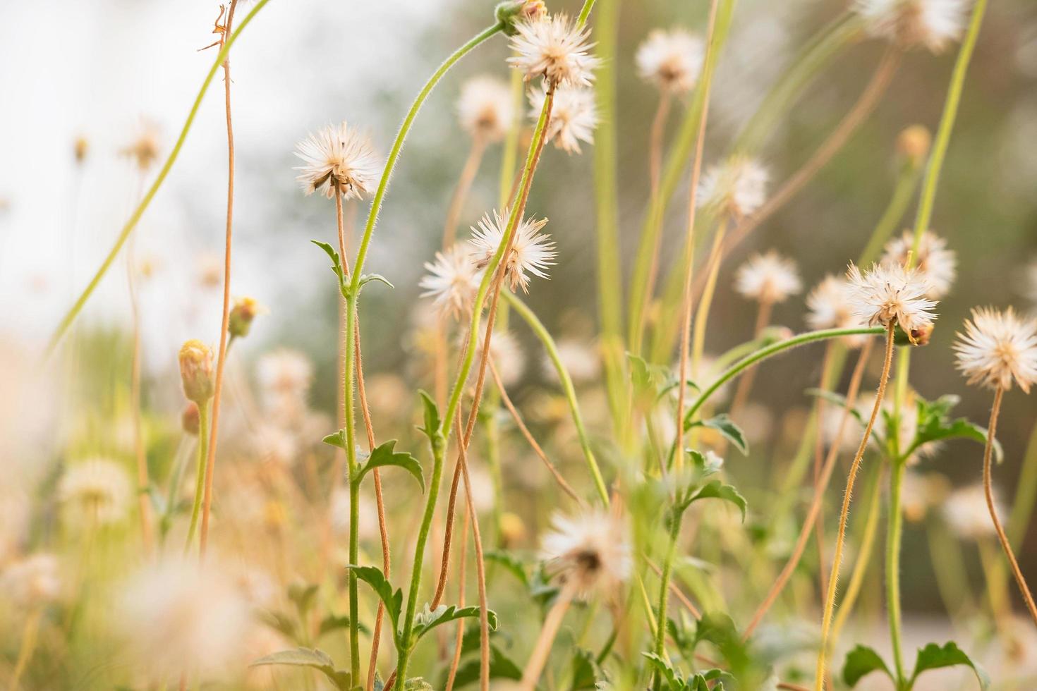 fond de fleurs d'été photo