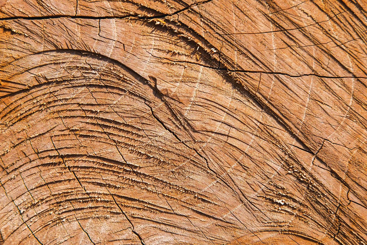 les détails de surface de l'arbre coupé photo