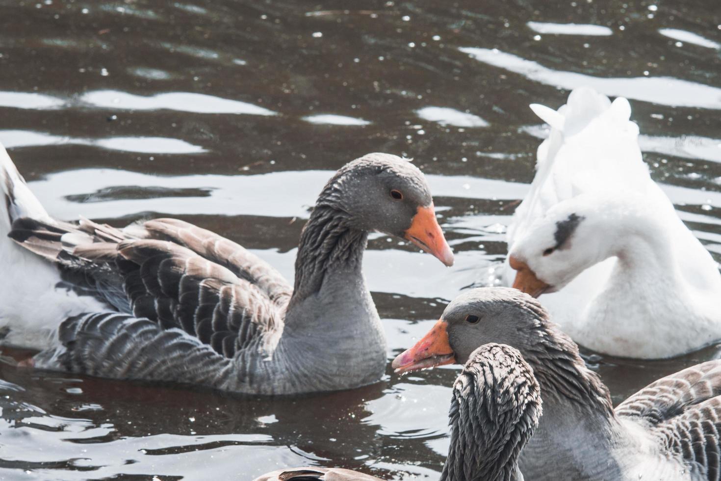 troupeau d'oies sauvages mangeant dans la rivière photo