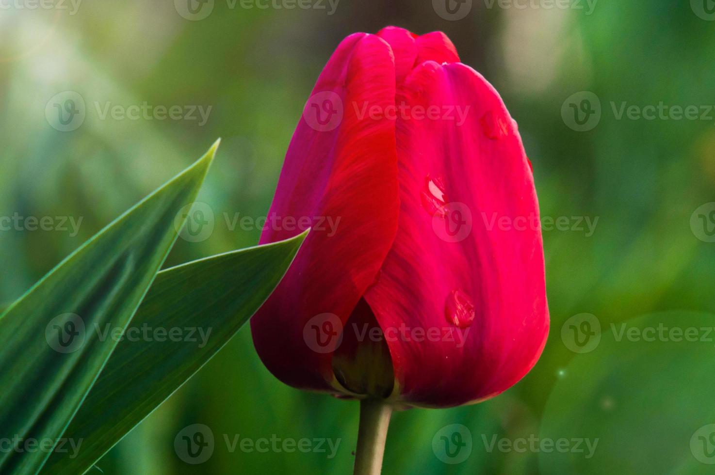 Gros plan de tulipe avec des pétales rouges et des feuilles vertes photo