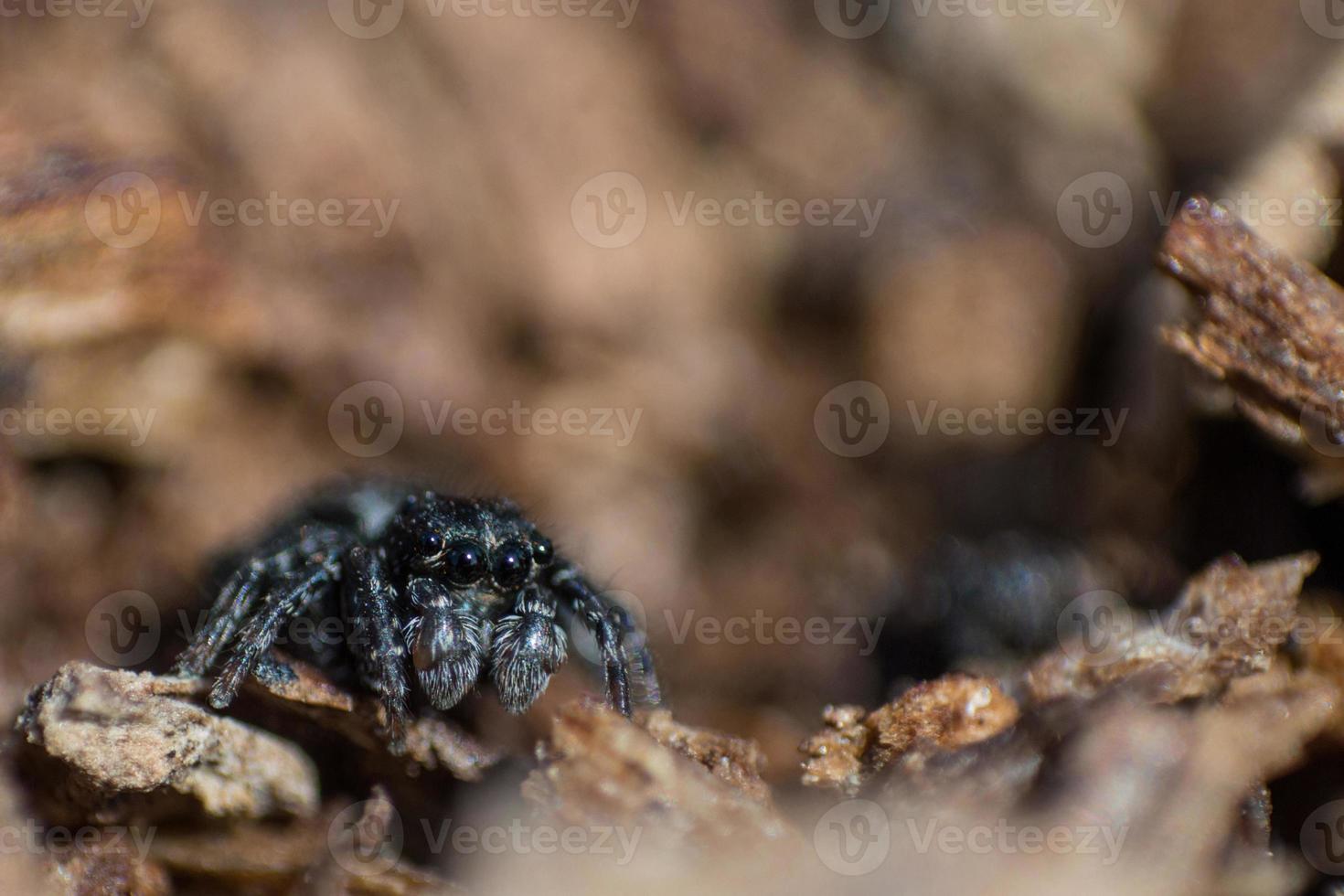 Araignée noire moelleuse sur l'écorce de l'arbre photo