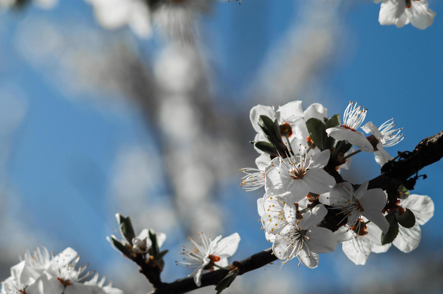 fleurs de prunier cerisier aux pétales blancs photo