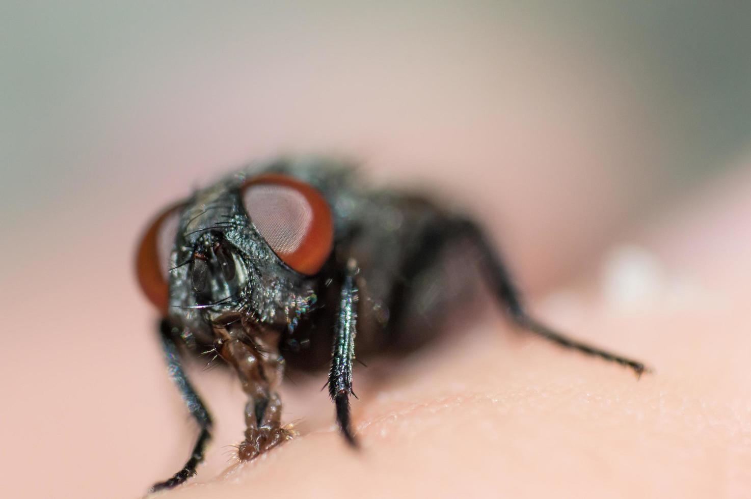 Visage de mouche avec de grands yeux rouges en macro photo