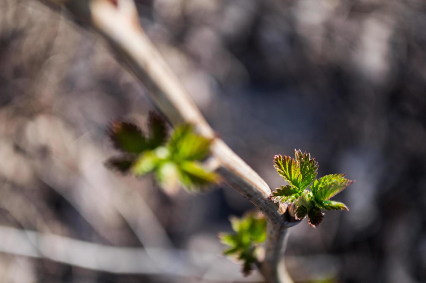 premières feuilles vertes sur une branche d'arbre photo