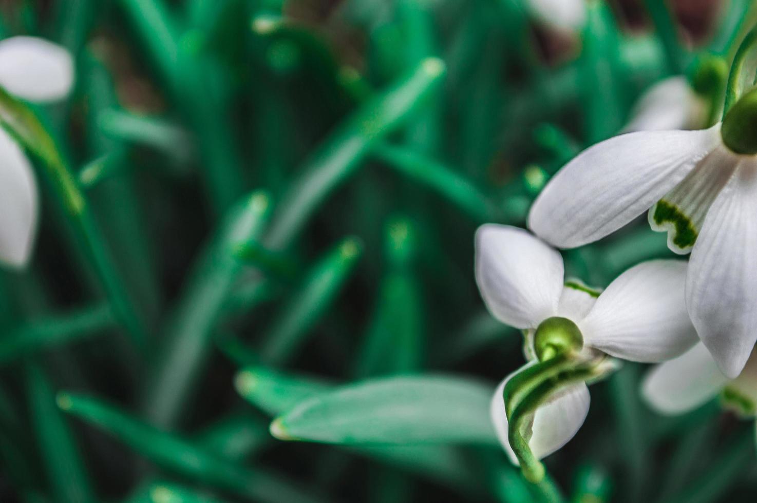 Perce-neige blanc gros plan avec arrière-plan flou photo