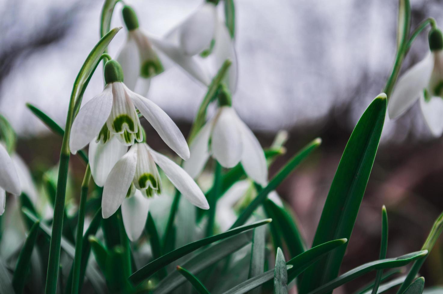 Perce-neige blanc gros plan avec arrière-plan flou photo