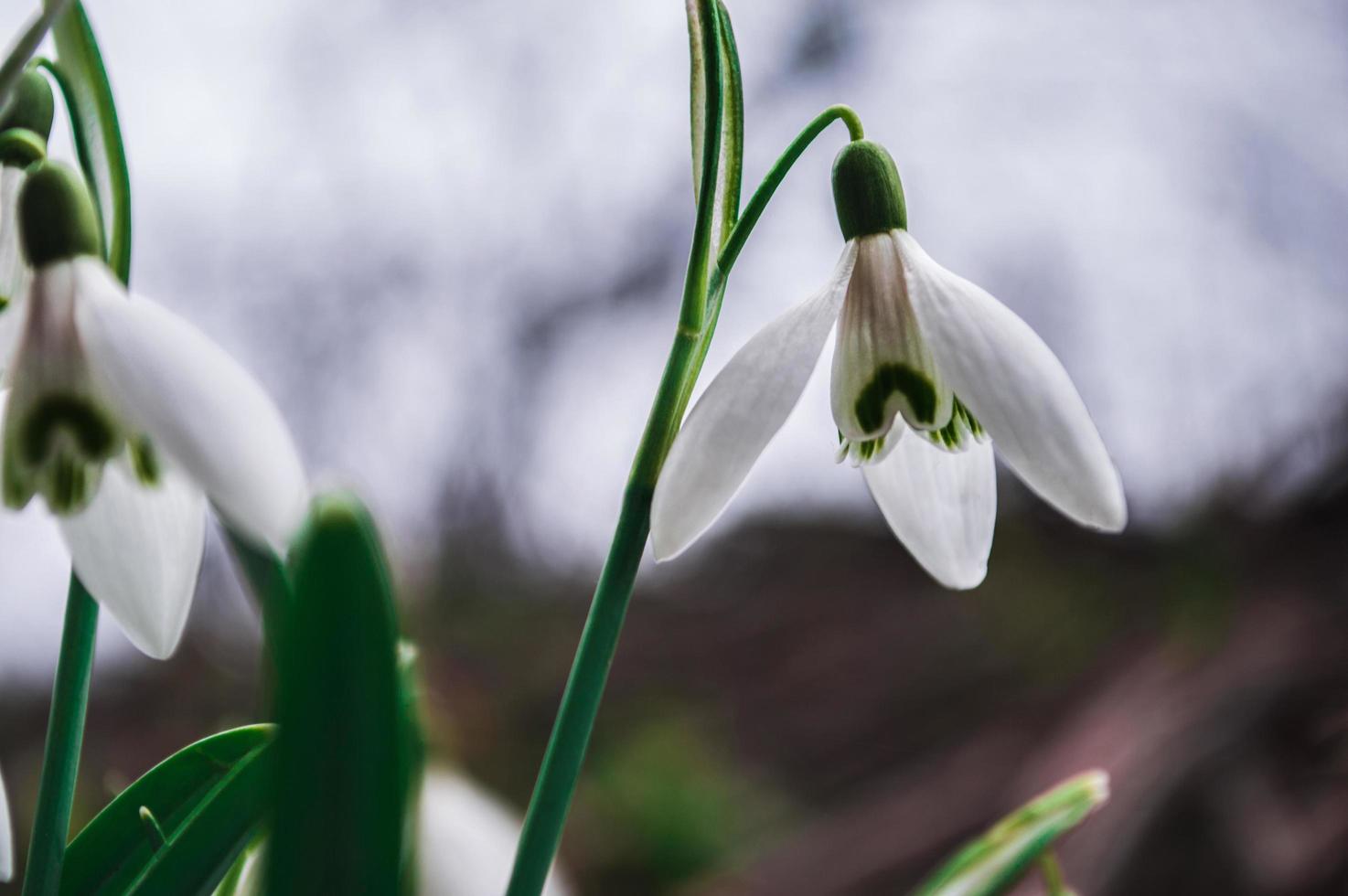 Perce-neige blanc gros plan avec arrière-plan flou photo