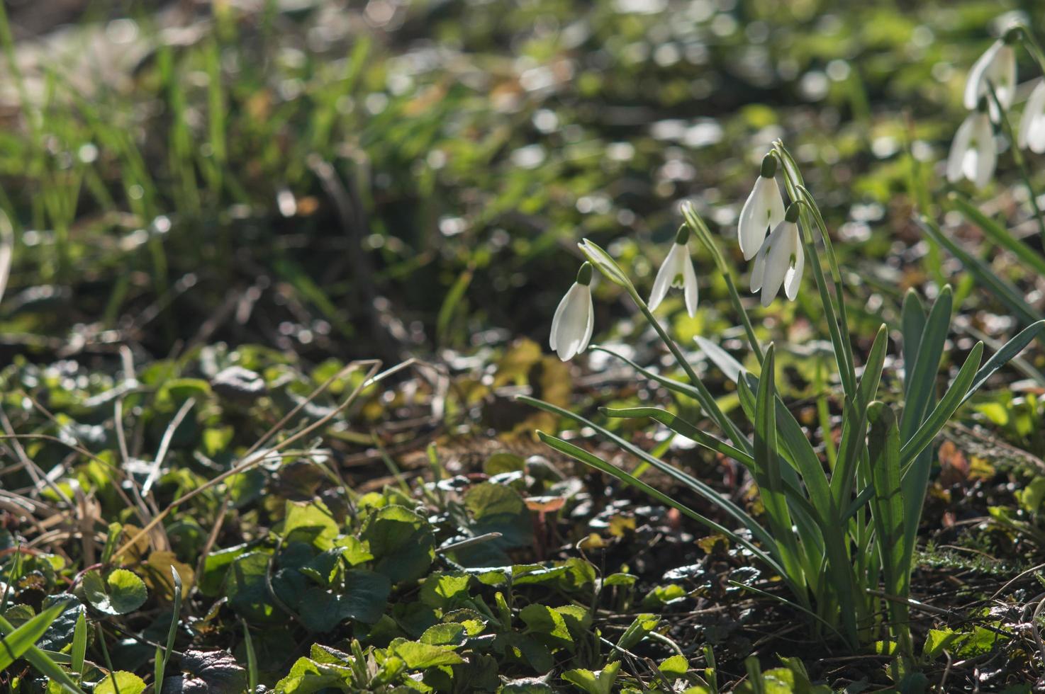 Perce-neige blanc gros plan avec arrière-plan flou photo