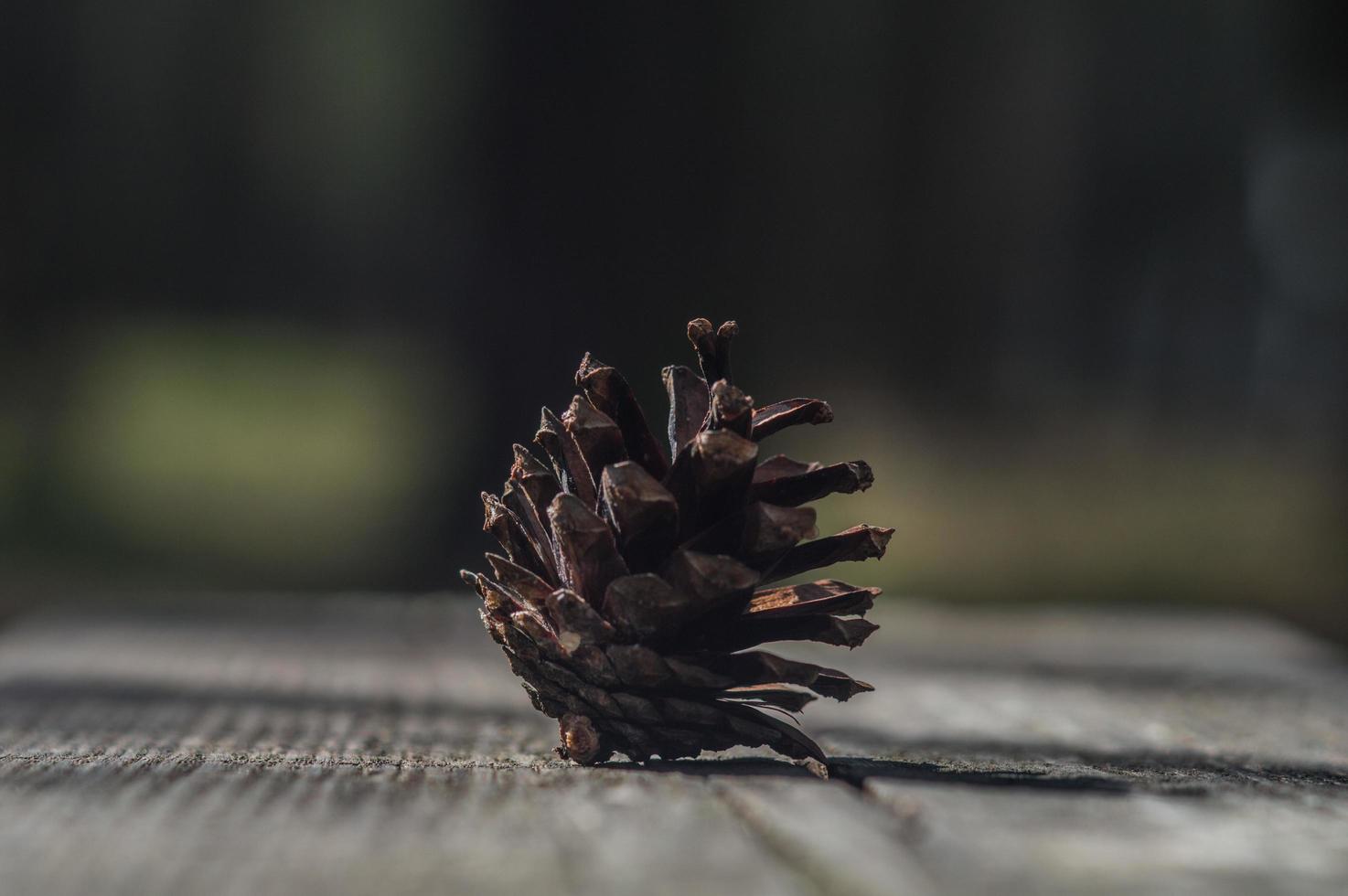 Cône de pin brun sur une planche de bois sombre photo